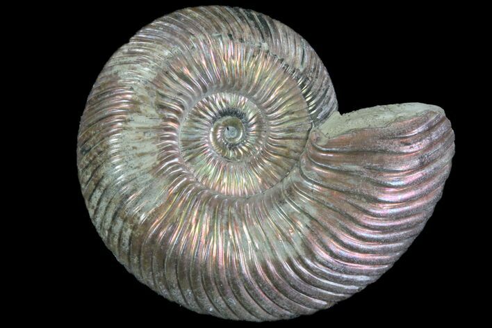 Iridescent Ammonite (Quenstedticeras) Fossil With Pyrite #78514